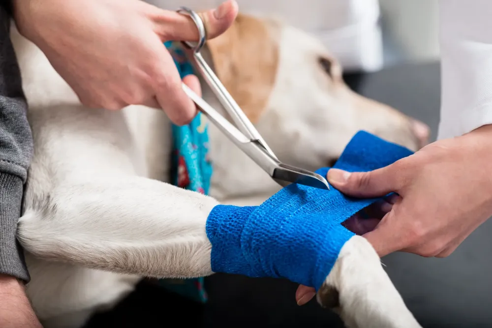 Urgence vétérinaire à Musson