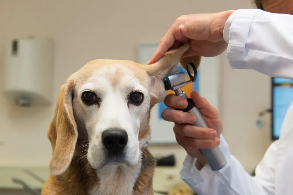 Soins animaux à Musson