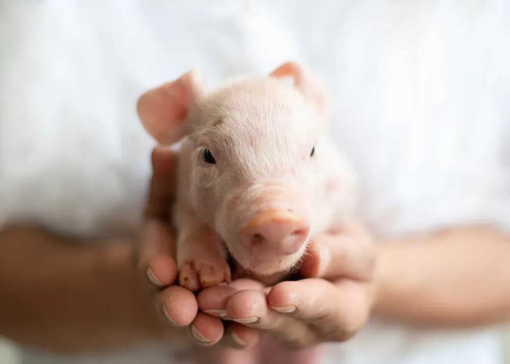 Soins vétérinaires pour animaux d’élevage