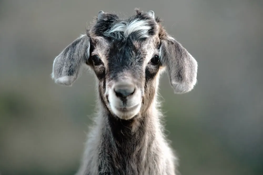 Chevreau