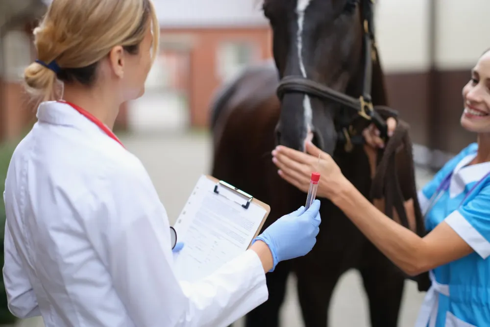 Veterinaire equidé