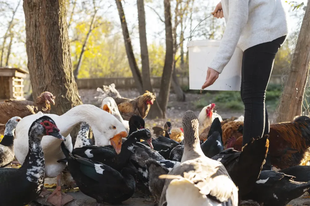 Nourrissage poules et canards
