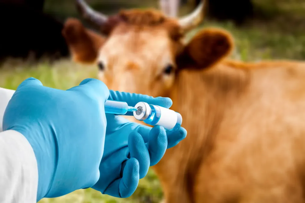 Medicament vache