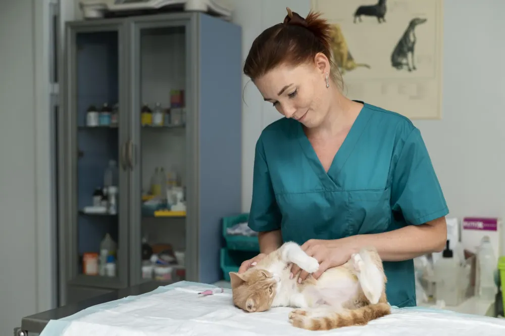 Veterinaire chat